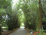 Bambuszfa sétány