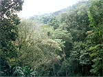 A Tijuca Nemzeti Park Rióban